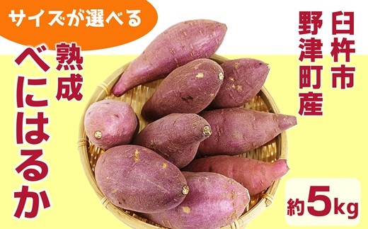 サイズが選べる】 臼杵市野津町産 さつまいも べにはるか 5kg - 大分県