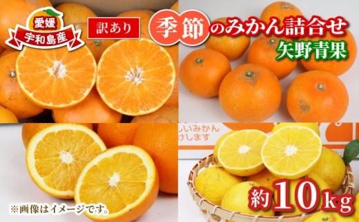 順次発送中】 訳あり 季節 の みかん 詰合せ 10kg 矢野青果 フルーツ