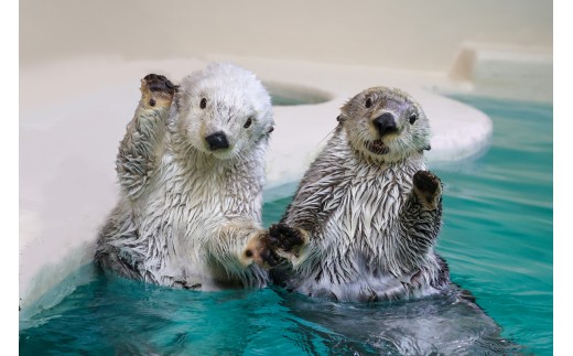 sd1_672bc13372b7a1bef28a564fd1