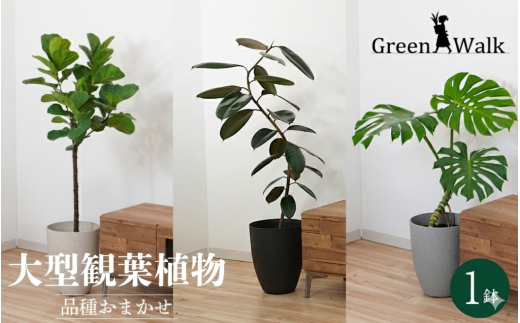 大型観葉植物 ≪1鉢≫ 鉢カバー付き 観葉植物 グリーン インテリア 大型観葉植物 ≪1鉢≫ 鉢カバー付き 観葉植物 グリーン インテリア