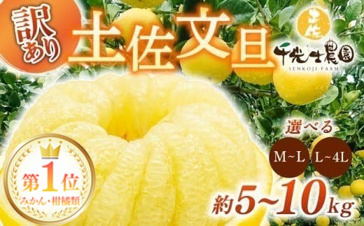 ランキング1位！！ 【早期予約 2026年2月上旬より順次発送】 土佐文旦