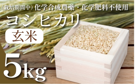 令和7年産】玄米 5kg コシヒカリ 令和7年産 米 こめ ご飯 ごはん 