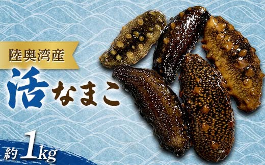陸奥湾産 活なまこ 約1kg 【飛佳丸】 ナマコ 海鮮 海の幸 新鮮 とれた