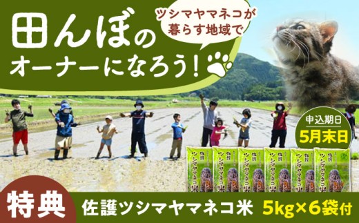 対馬 佐護 ツシマヤマネコ 米 田んぼオーナー1年権【ツシマヤマネコ米