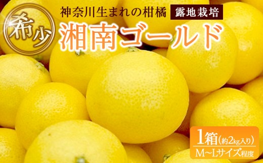 希少商品〉神奈川生まれの柑橘 「湘南ゴールド」( 露地栽培)＜出荷開始