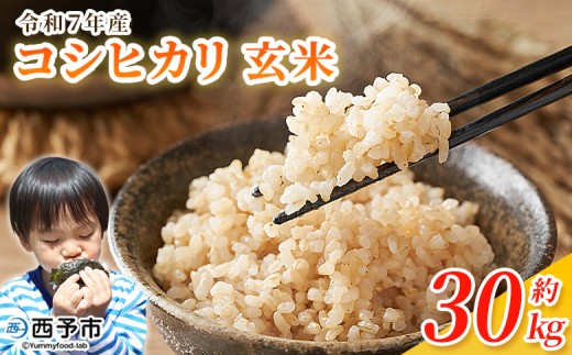 令和7年産 コシヒカリ 玄米 30kg＞ 国産 R7 米 宇和米 げんまい お米