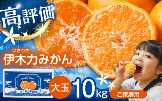1週間以内に発送〉伊木力みかん(大玉) 10kg / みかん ミカン 蜜柑 柑橘