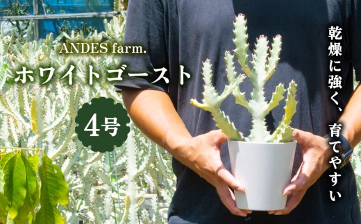希少サイズ　超特大　ユーフォルビア　ホワイトゴースト　9号寸 ANDES farm.】沖縄育ち 良型ホワイトゴースト ユーフォルビア ホワイト