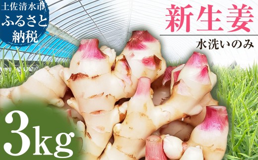 新生姜　激安！　数量限定　訳あり　78 新生姜 3kg 水洗いのみ 生姜 生姜湯 ジンジャー しょうが ショウガ 3