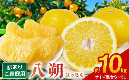 BB6061_和歌山由良町産 はっさく 約10kg (訳あり)(ご家庭用) サイズ