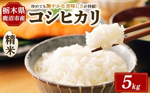 令和7年度産 コシヒカリ 精米 5kg | 白米 お米 米 こしひかり 農家直送 