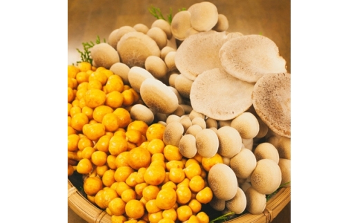 十津川郷＞ きのこ 詰め合わせ【1150429】 - 奈良県十津川村｜ふるさと