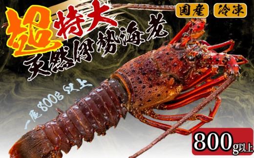 2026年4月より順次配送】超特大 伊勢海老 800g以上 1尾 冷凍 ( 超特大