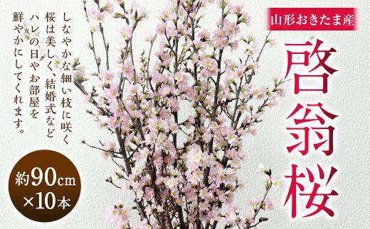啓翁桜 約90cm×10本 桜 さくら サクラ 花 【2027年1月上旬～2月下旬