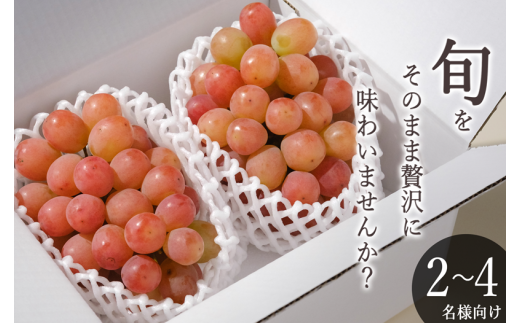 甲州市産 サンシャインレッド 2房入（約1.1kg）自然農法【2026年発送