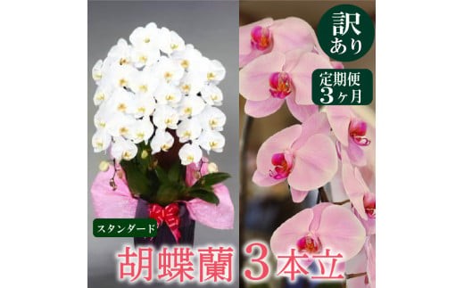 定期便3ヶ月】【訳あり】胡蝶蘭 3本立て 白 スタンダード お祝い 須崎