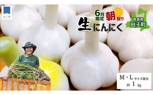 令和8年産朝採り直送！田子（たっこ）生にんにく約1kg（青森県田子町産