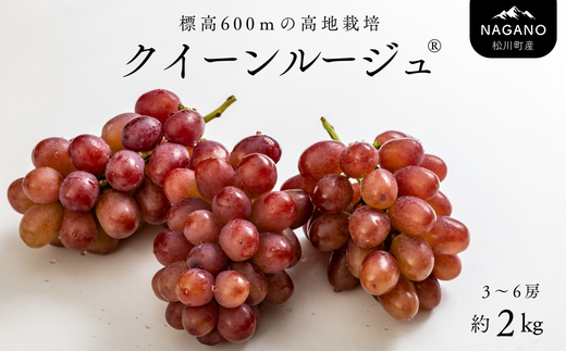 TK08-26A ぶどう クイーンルージュ® 約2kg／2026年9月下旬から10月中