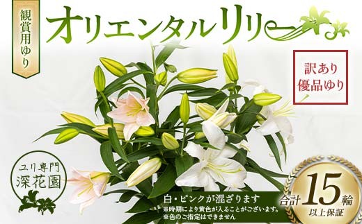 ユリ専門＜深花園＞観賞用ゆり オリエンタルリリー 訳あり優品ゆり