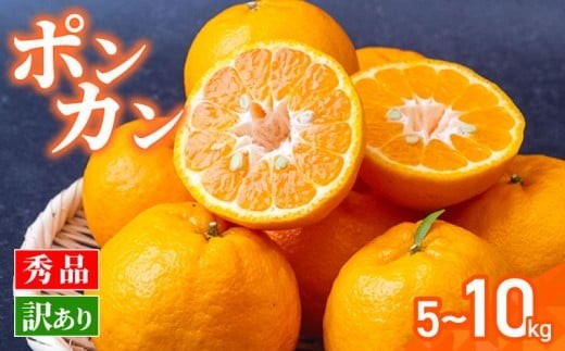 数量限定】 訳あり ポンカン 5kg 10kg | ぽんかん 訳あり 家庭用 秀品