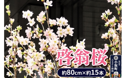 予約受付》啓翁桜 約80cm×約15本 [さくら 桜 サクラ 花 桜のお花