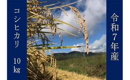 令和7年産コシヒカリ 10kg