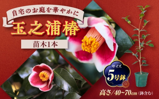 椿 玉の浦 ツバキ 苗木 7号 ツバキ（椿）：玉の浦 | nae-ya｜herbal tree shop ｜ハーバルツリー