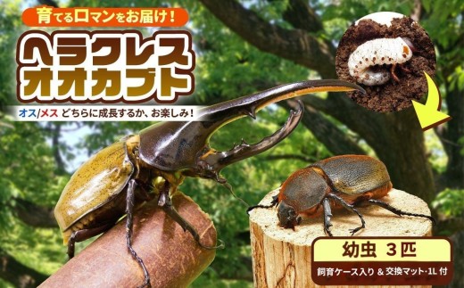 ふるさと納税「ヘラクレス」の人気返礼品・お礼品比較 - 価格.com
