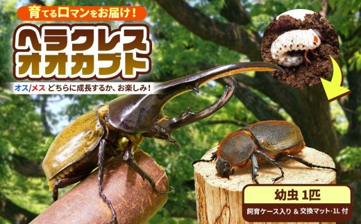 ふるさと納税「ヘラクレス」の人気返礼品・お礼品比較 - 価格.com