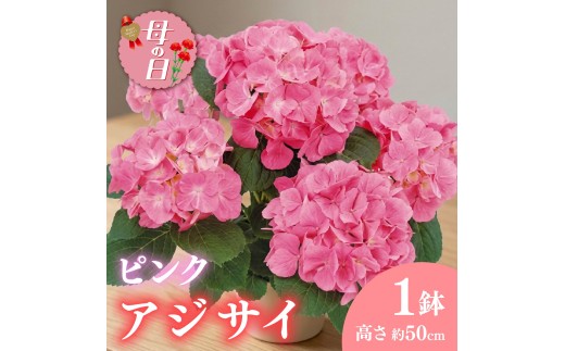 先行予約】 母の日に！ アジサイ 鉢植え ピンク 系 5号 花 あじさい
