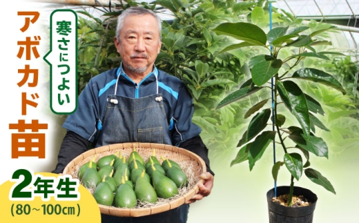 アボカド苗木 80～100cm 品種【ベーコン】 2年生苗 長崎県産 耐寒