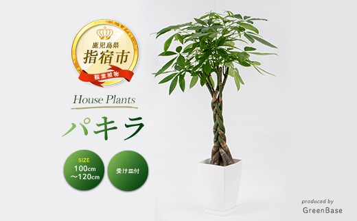 2026年6月頃～発送【観葉植物】パキラ100cm～120cm(Green Base/IB003