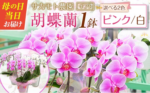 選べる花色＞母の日 ギフト サカモト農園の胡蝶蘭 1鉢（ピンク or 白