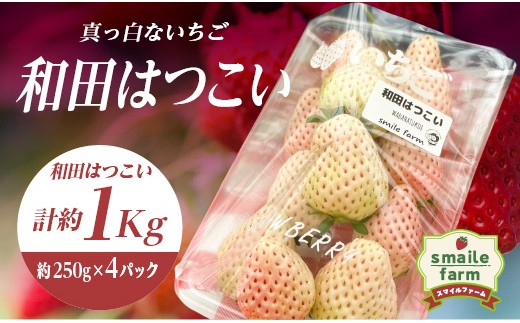 スマイルファーム 真っ白ないちご 和田はつこい 約1kg FAF-0044 - 福島