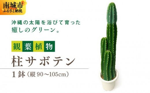 柱サボテン I 柱サボテン サボテン さぼてん 観葉植物 多肉植物 室内