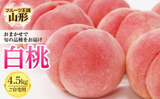 ■【山形県産　桃】もも CX6玉 1 白桃 CX(シーエックス) 2.5kg入り 硬い桃 大玉 山形県産 【令和8年産