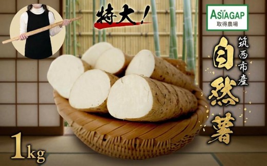 ASIAGAP認証農場 の 自然薯 1kg 茨城県 筑西市産 じねんじょ 山芋 芋