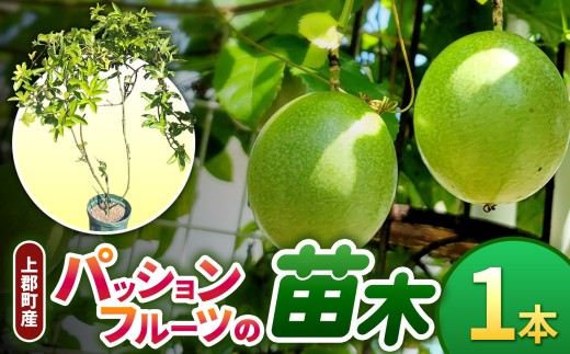 上郡町産 パッションフルーツの苗木 | パッション フルーツ 果物 苗木