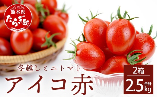 本当においしい！ 熊本県産 ミニトマト「アイコ (赤色)」約2.5kg【2026
