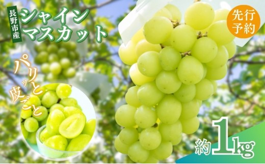 長野県 長野市産 シャインマスカット1kg(1～3房)【2026年9月下旬頃