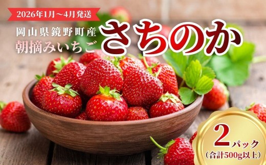 鏡野町産 朝摘みいちご「さちのか」2パック（合計500g）【2026年1月～4