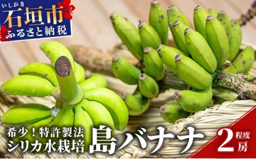 希少！特許製法で作るシリカ水で栽培する特別な「島バナナ」【ふるさと