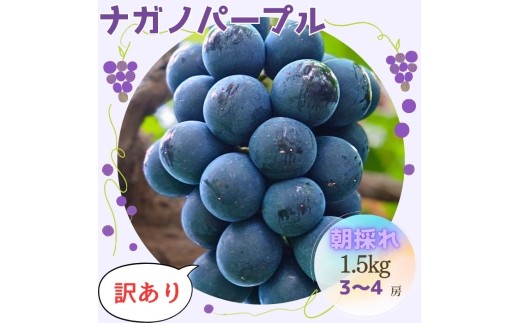 訳あり】朝採れ厳選ナガノパープル 1.5kg（3～4房） - 長野県高森町