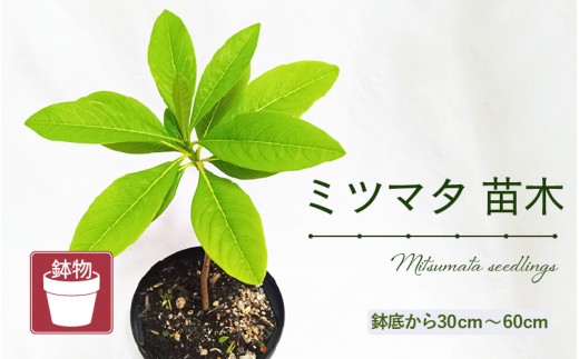 ミツマタ苗木 (鉢物) 鉢底から30cm～60cm 【 みつまた お花 花 はな