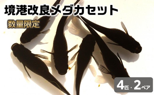 高級メダカ12品種:各2ペア＋αセット※成約済 楽天市場】丈夫 元気 キレイ カラフル高級メダカ セット ミックス 10