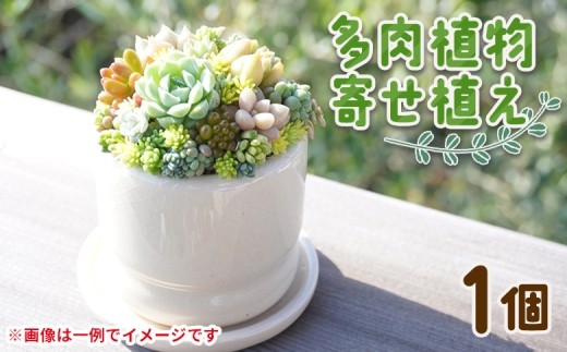 寄せ植え】多肉植物 寄せ植え 多肉 1個 - 鉢植え インテリア