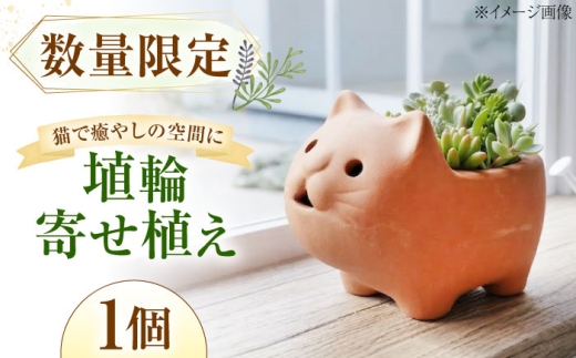 多肉植物 寄せ植え ねこ型 / 多肉植物 寄せ植え 鉢植え テラコッタ