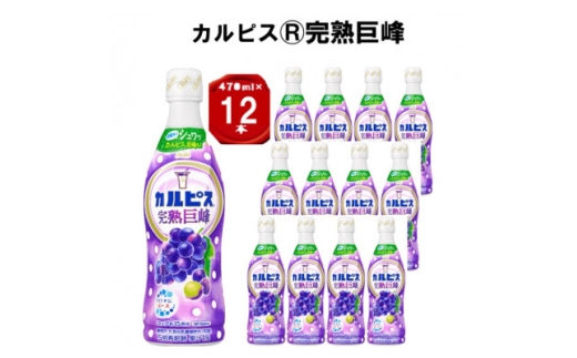 カルピス(R) 完熟巨峰」プラスチックボトル 470ml×12本【1604076