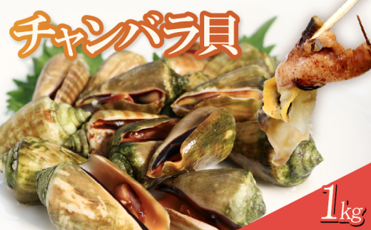 チャンバラ貝 約1kg - 高知県宿毛市｜ふるさとチョイス - ふるさと納税