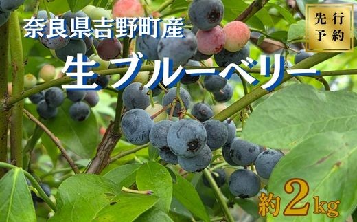 先行予約】【7月中旬から発送】ブルーベリー 生ブルーベリー 2kg 奈良